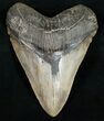 Massive Megalodon Tooth - South Carolina #10792-1